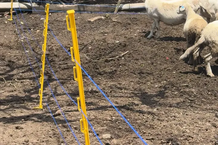 Ovejas dentro de un potrero delimitado con cinta conductora y postes amarillos.